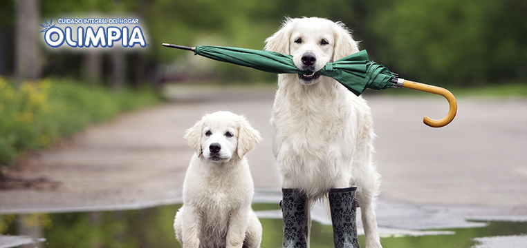 Consejos para pasear a tu perro en la lluvia
